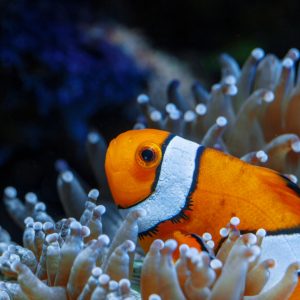 5. Great Barrier Reef - 2026 - HSC Student Lectures
