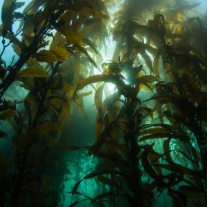 4. Great Southern Reef - 2026 - HSC Student Lectures