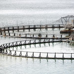 3. Salmon Farming - 2026 - HSC Student Lectures