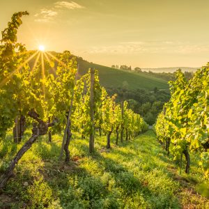 1. Viticulture - 2026 - HSC Student Lectures